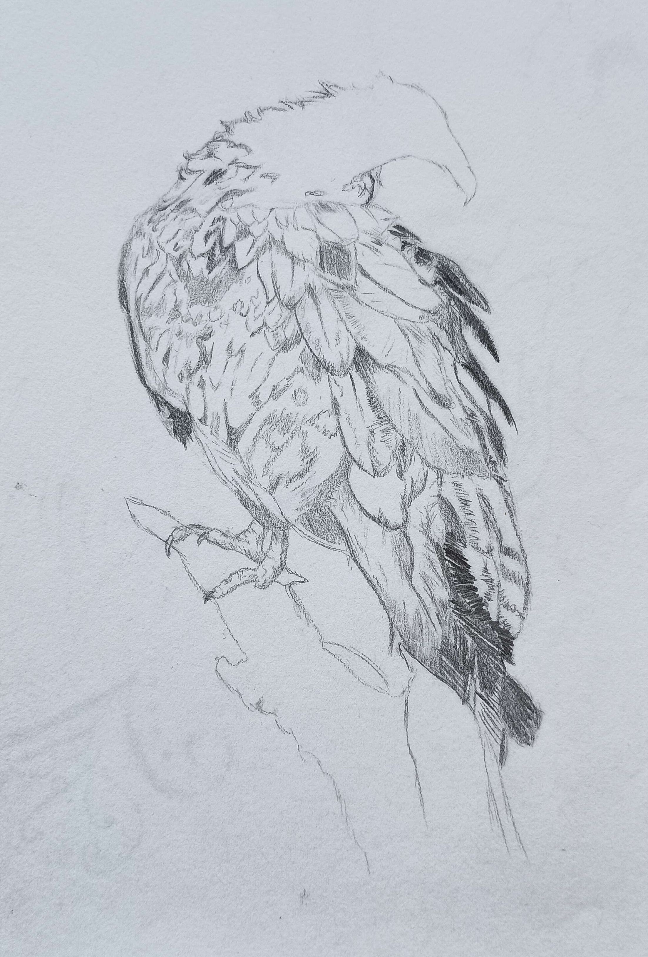 Unfinished Textured Vulture-Pencil
